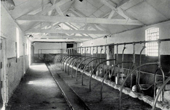 Cow shed at Priory Farmhouse in 1925